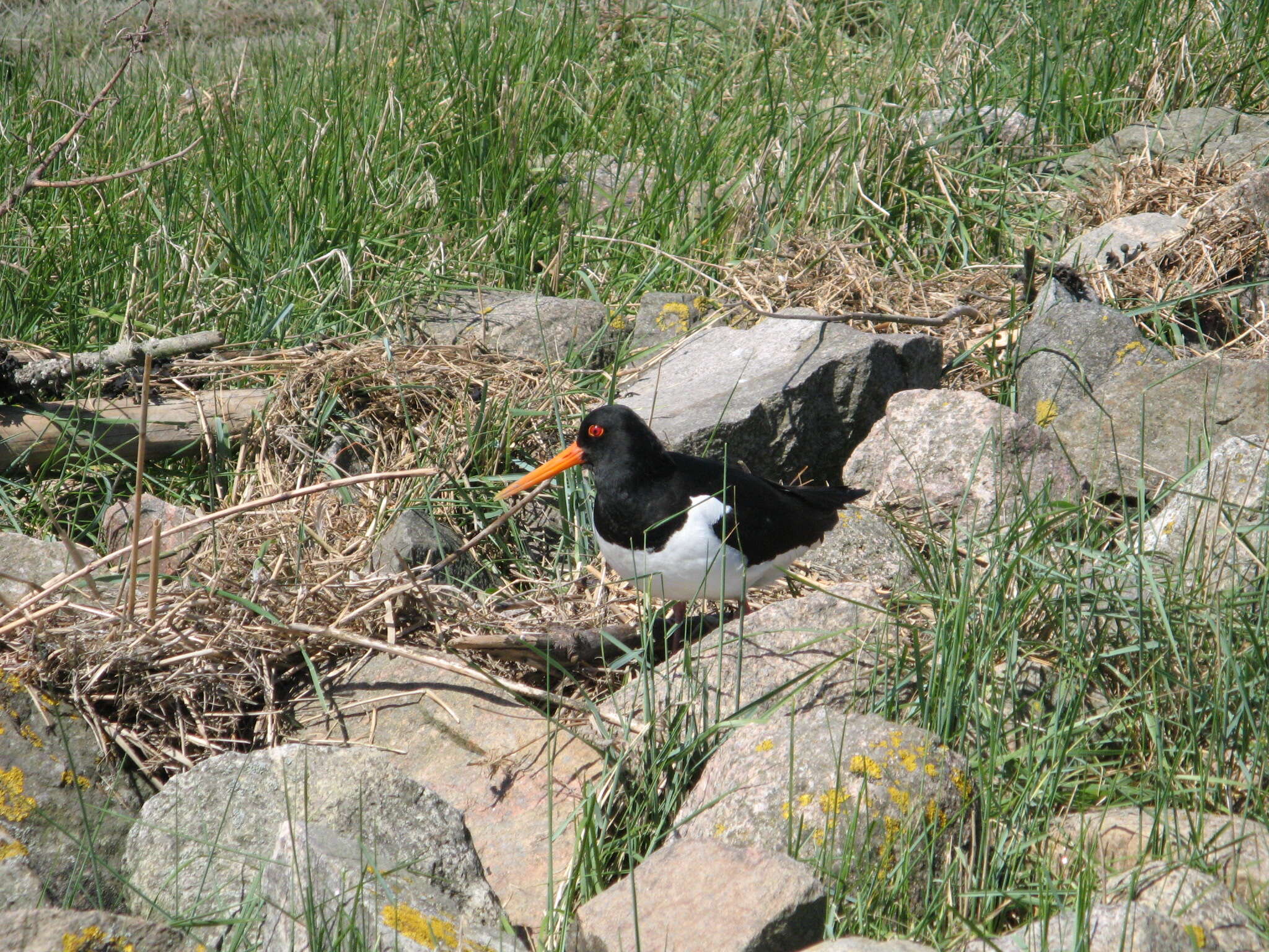 Image of oystercatcher, eurasian oystercatcher