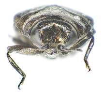 Image of Metallic wood-boring beetle