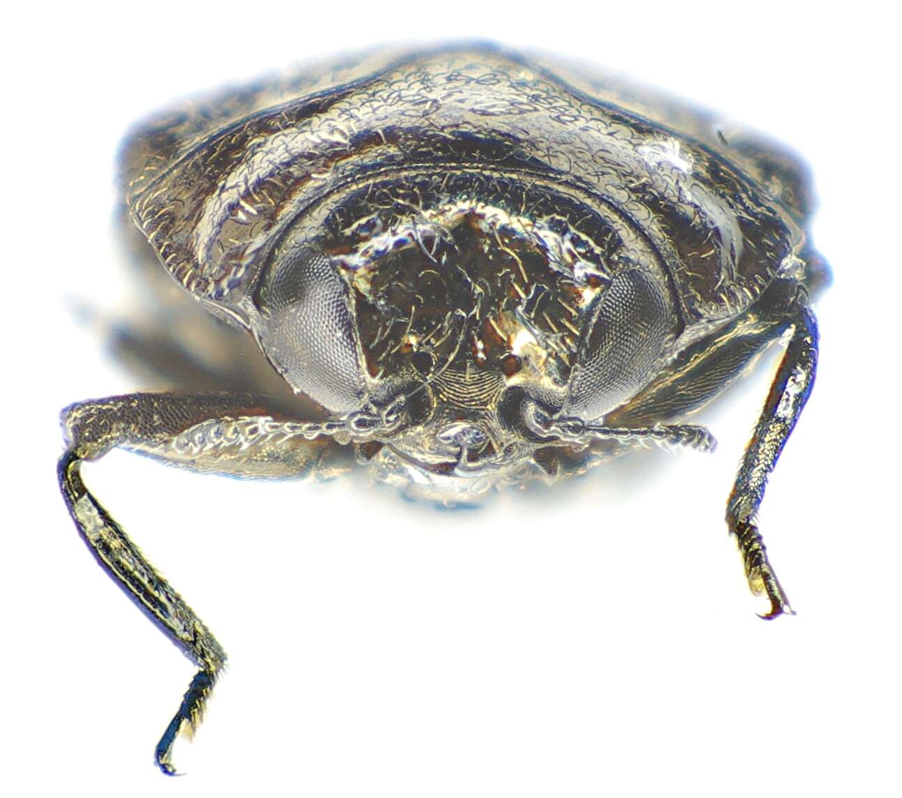 Image of Metallic wood-boring beetle