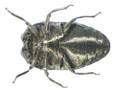 Image of Metallic wood-boring beetle