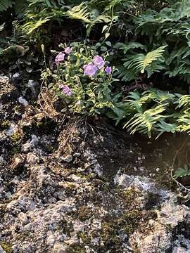 Image of Campanula macrorhiza J. Gay ex A. DC.