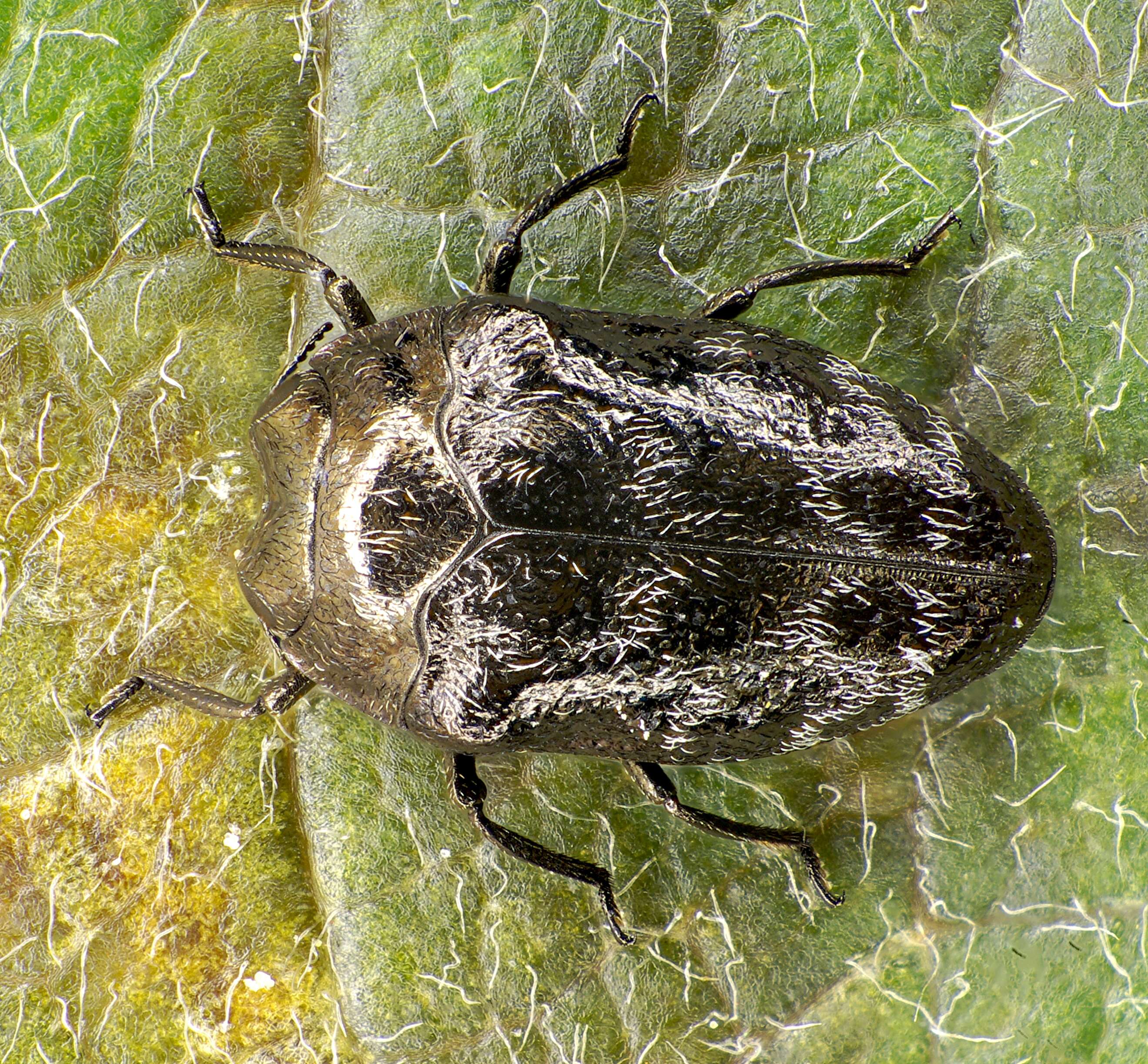 Image of Metallic wood-boring beetle