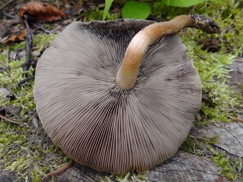 509.21455309.580x360