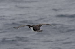 Image of Bounty Shag