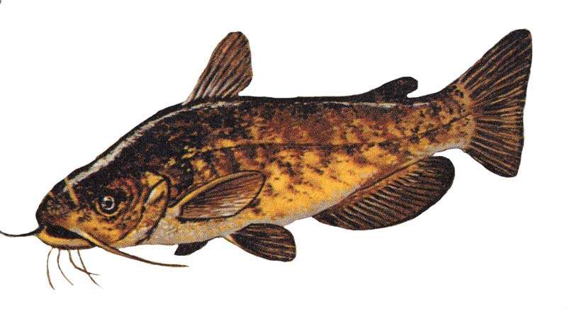 Image de poisson-chat, barbotte brune