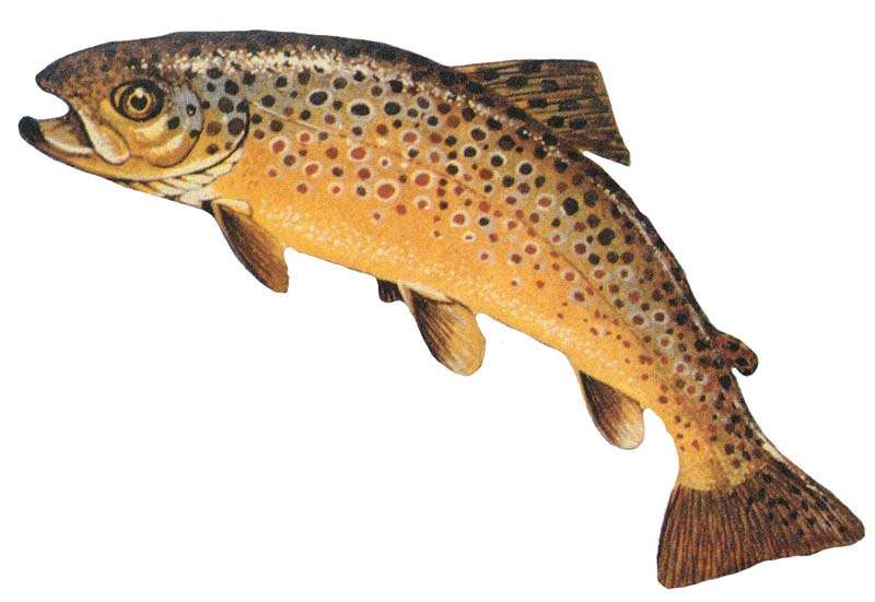 Image of Brown Trout