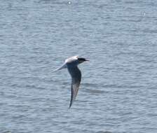 Image of Arctic Tern