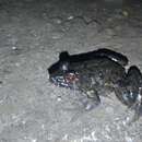 Image of Asian Brackish Frog