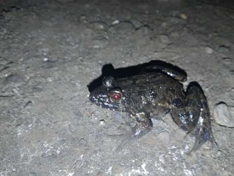 Image of Asian Brackish Frog