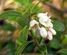 Image of lingonberry