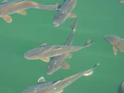 Image of common carp, carp