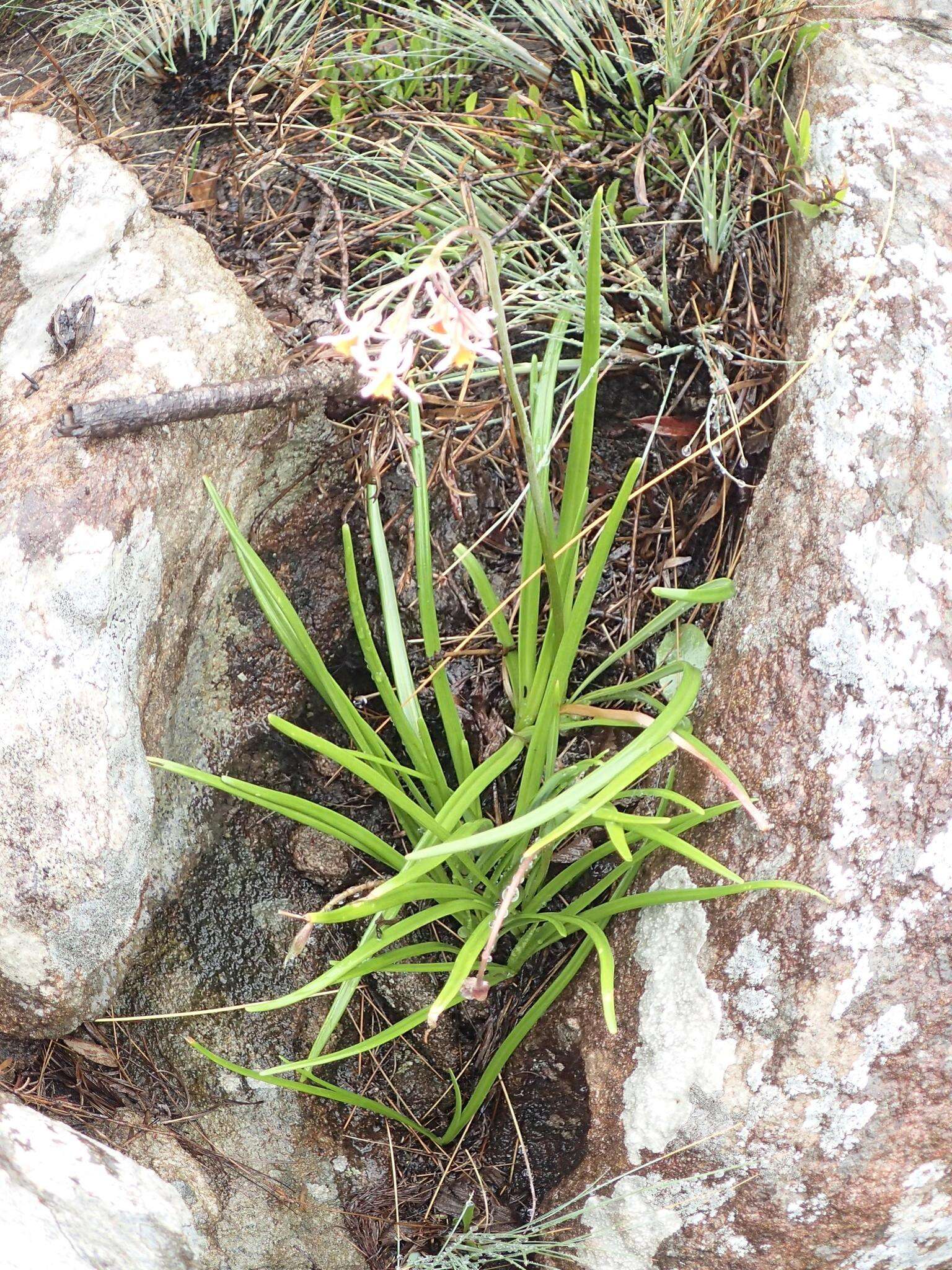 Image de Tulbaghia leucantha Baker