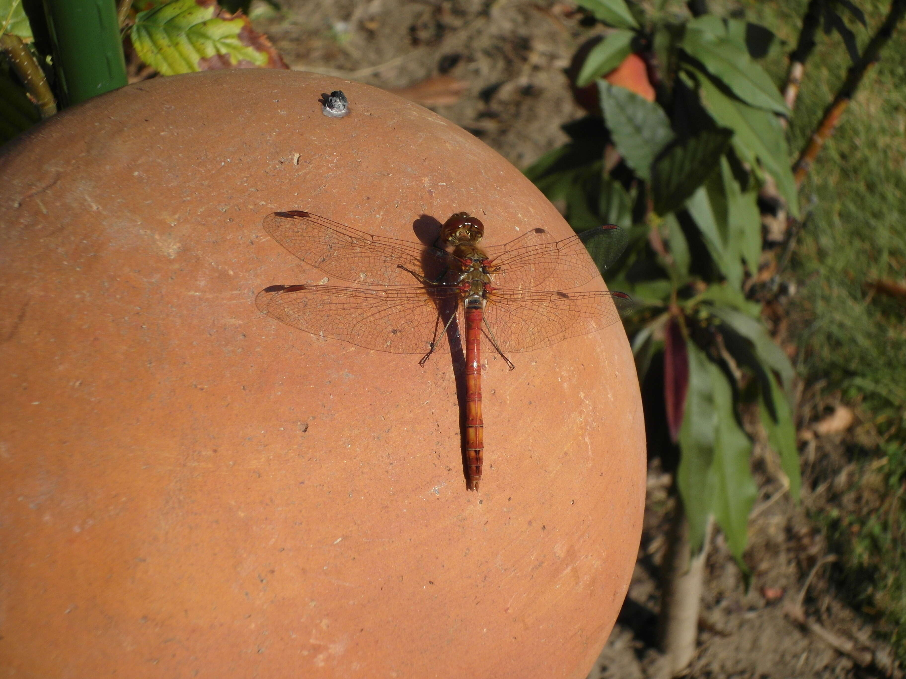 Image of Common Darter