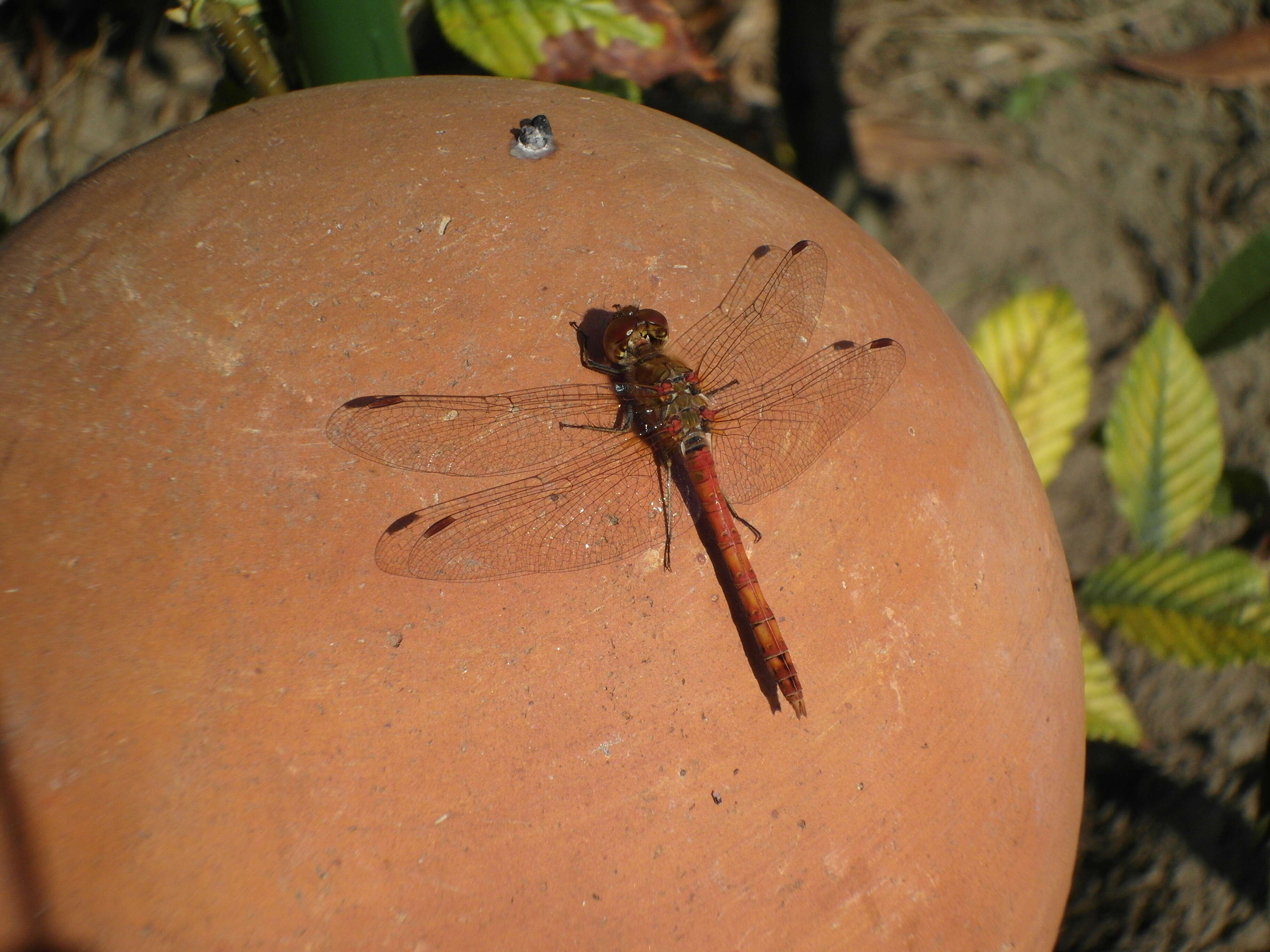 Image of Common Darter