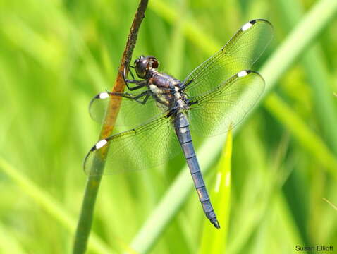 Слика од Libellula cyanea Fabricius 1775