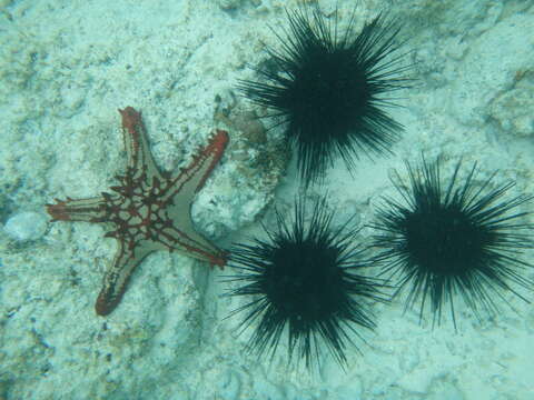 Image of African red knob sea star