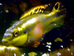 Image of Pelvicachromis pulcher