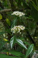 Image of Viburnum foetidum var. rectangulatum (Graebner) Rehder