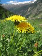 Image of Common Dandelion