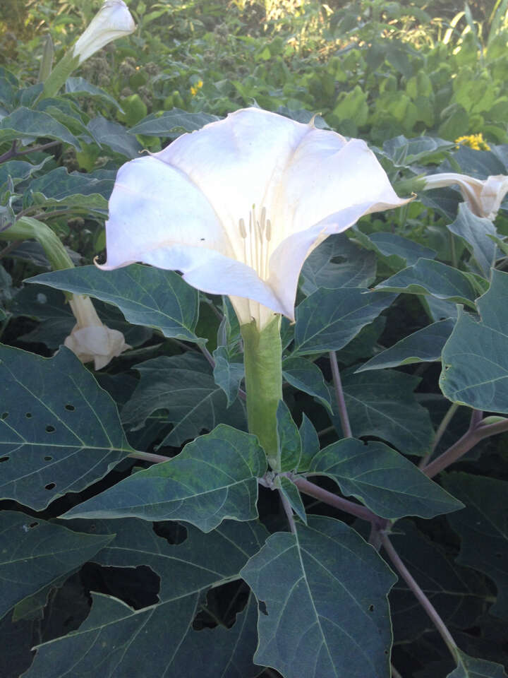 Image of Datura innoxia P. Miller