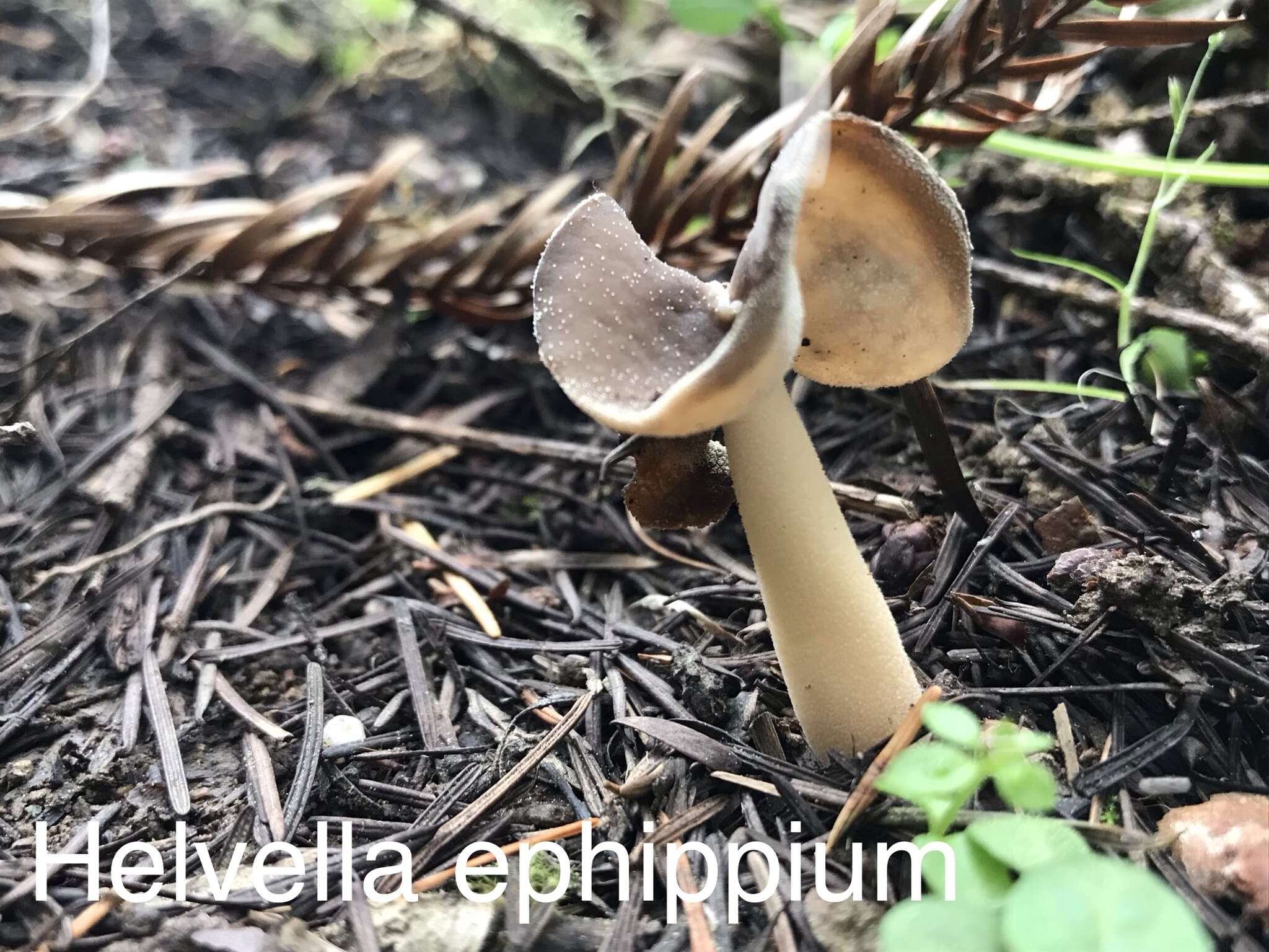 Imagem de Helvella ephippium Lév. 1841