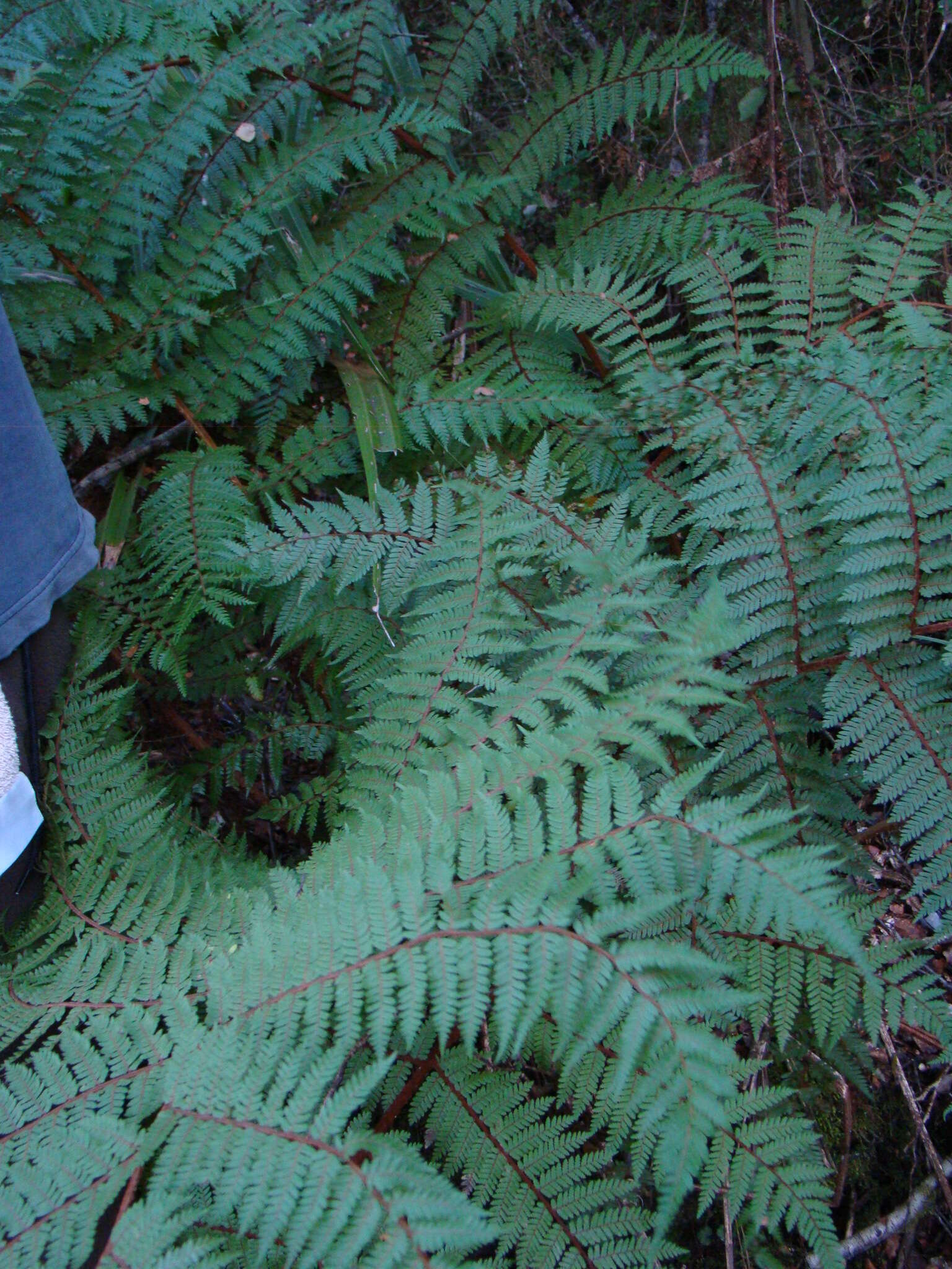 Image of Tree Fern Golden