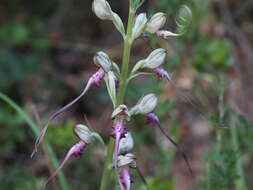 Image of Himantoglossum caprinum subsp. jankae (Somlyay, Kreutz & Óvári) R. M. Bateman, Molnar & Sramkó