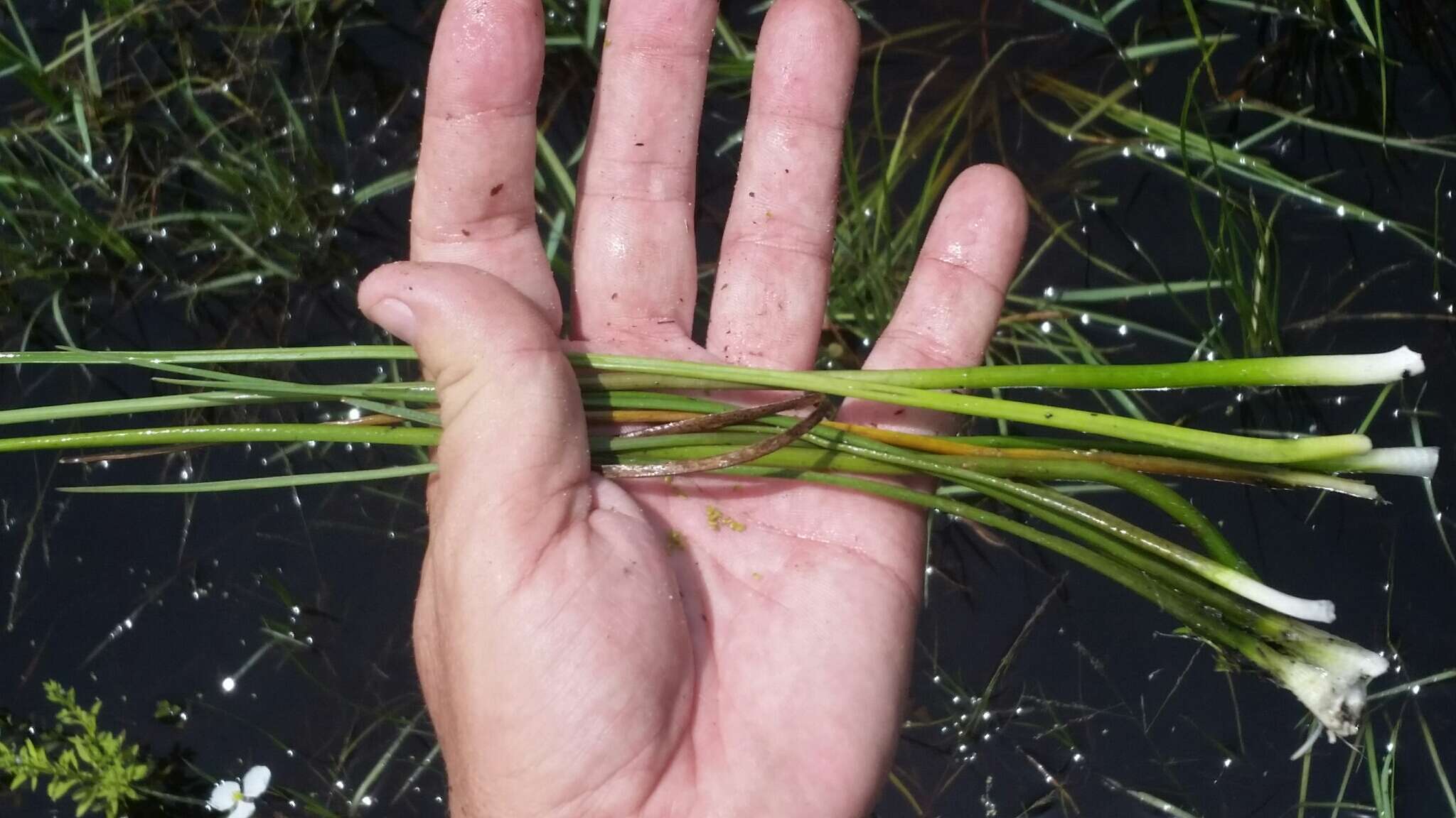 Image of grassy arrowhead