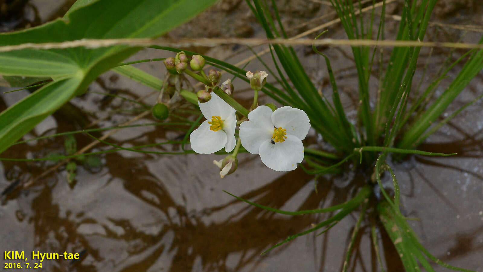 Imagem de Sagittaria trifolia L.