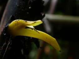 Image of Heliconia stilesii W. J. Kress