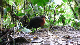 Image of Dark-backed Wood Quail