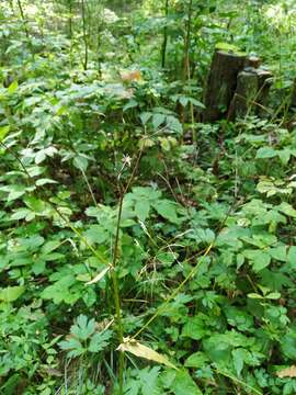 Image of marsh hawk's-beard