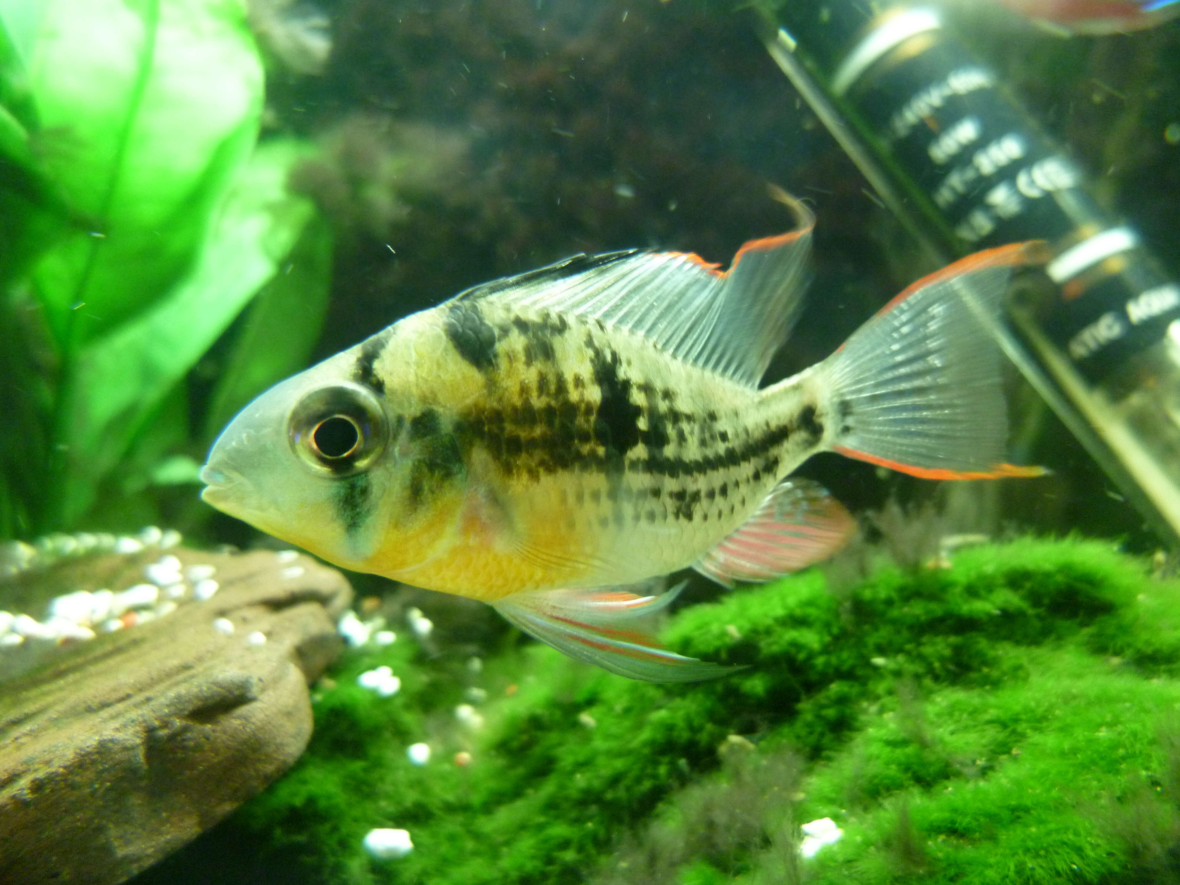 Image of Mikrogeophagus altispinosus (Haseman 1911)