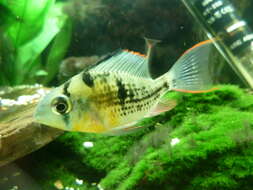 Image of Mikrogeophagus altispinosus (Haseman 1911)