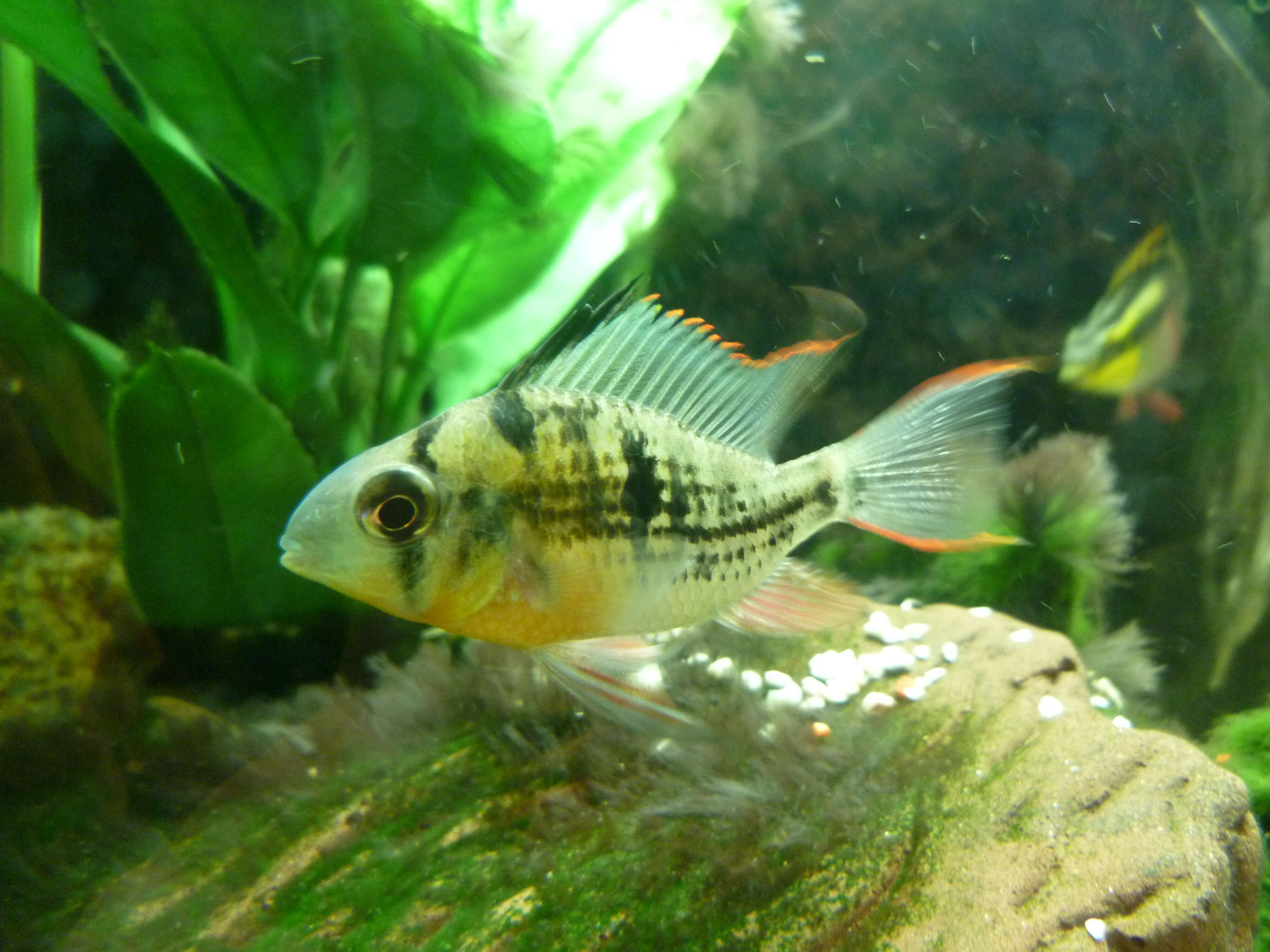 Image of Mikrogeophagus altispinosus (Haseman 1911)