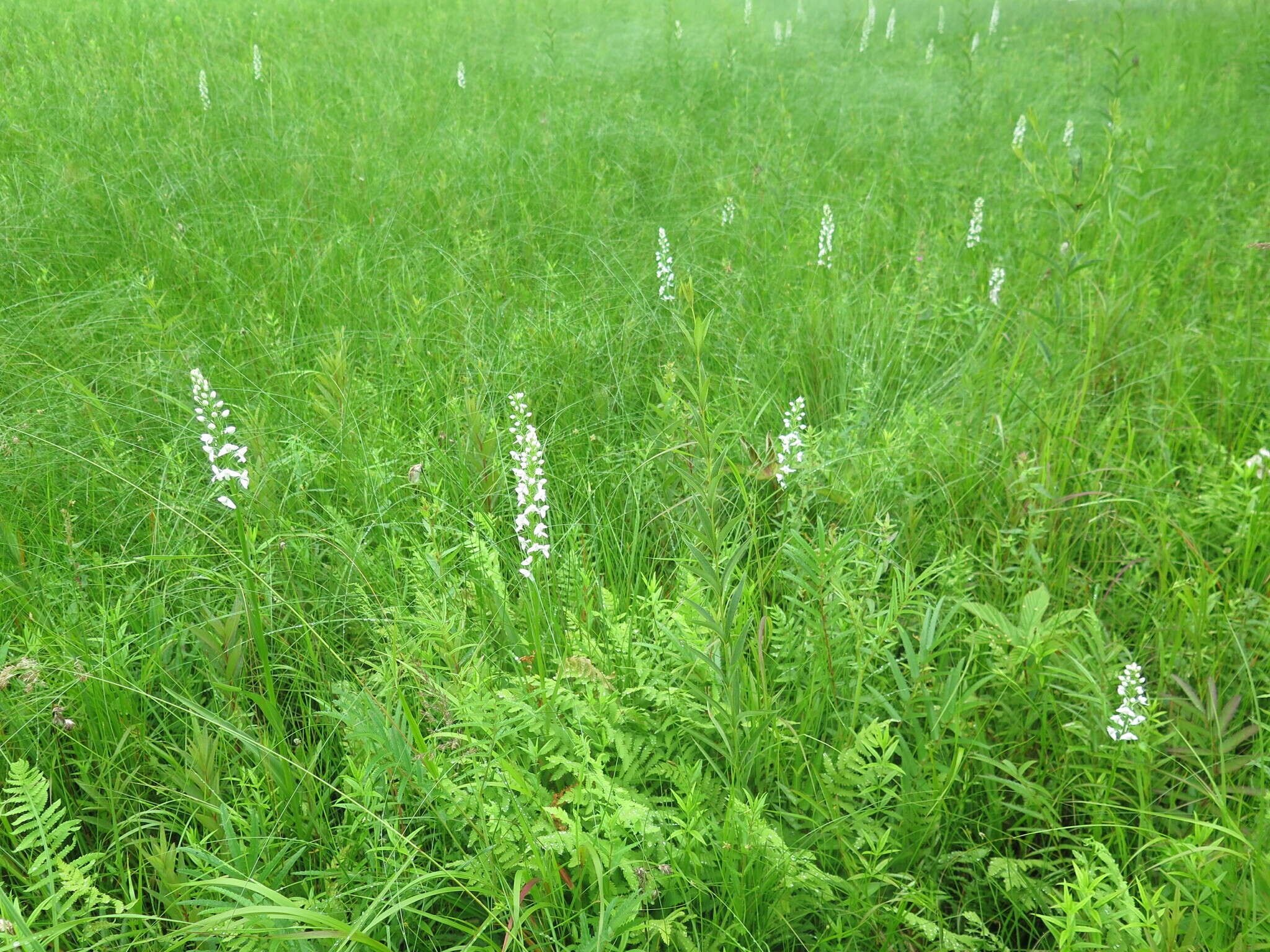 Plancia ëd Platanthera hologlottis Maxim.