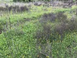 Image of Large Buttercup