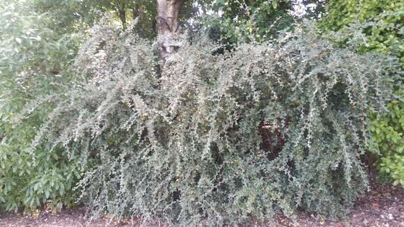 Слика од Cotoneaster franchetii Boiss.