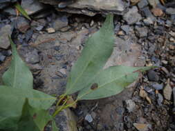 Image of Cinnamomum philippinense (Merr.) C. E. Chang