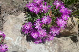 Image of Delosperma pilosulum L & Bolus