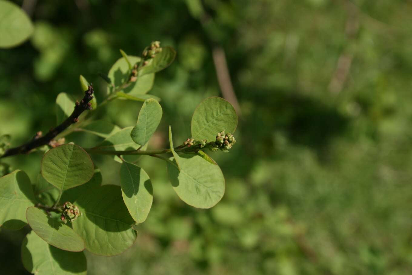 Image of American smoketree