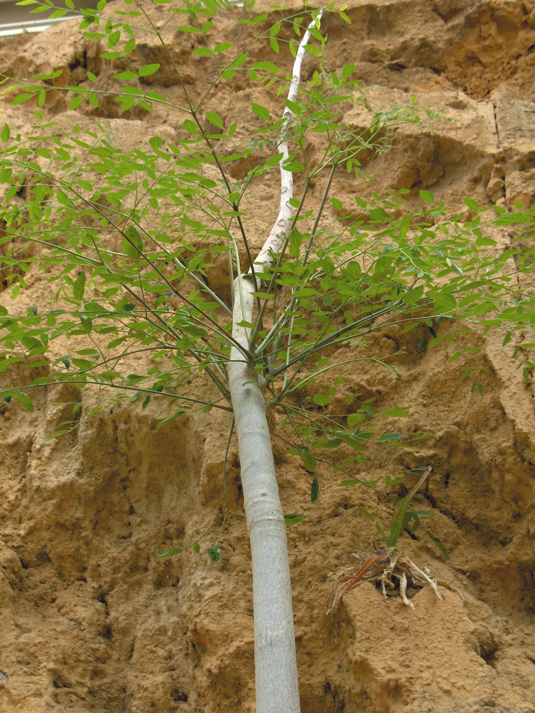 Image of Moringa hildebrandtii Engl.