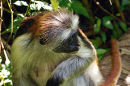 Image of Kirk's Red Colobus