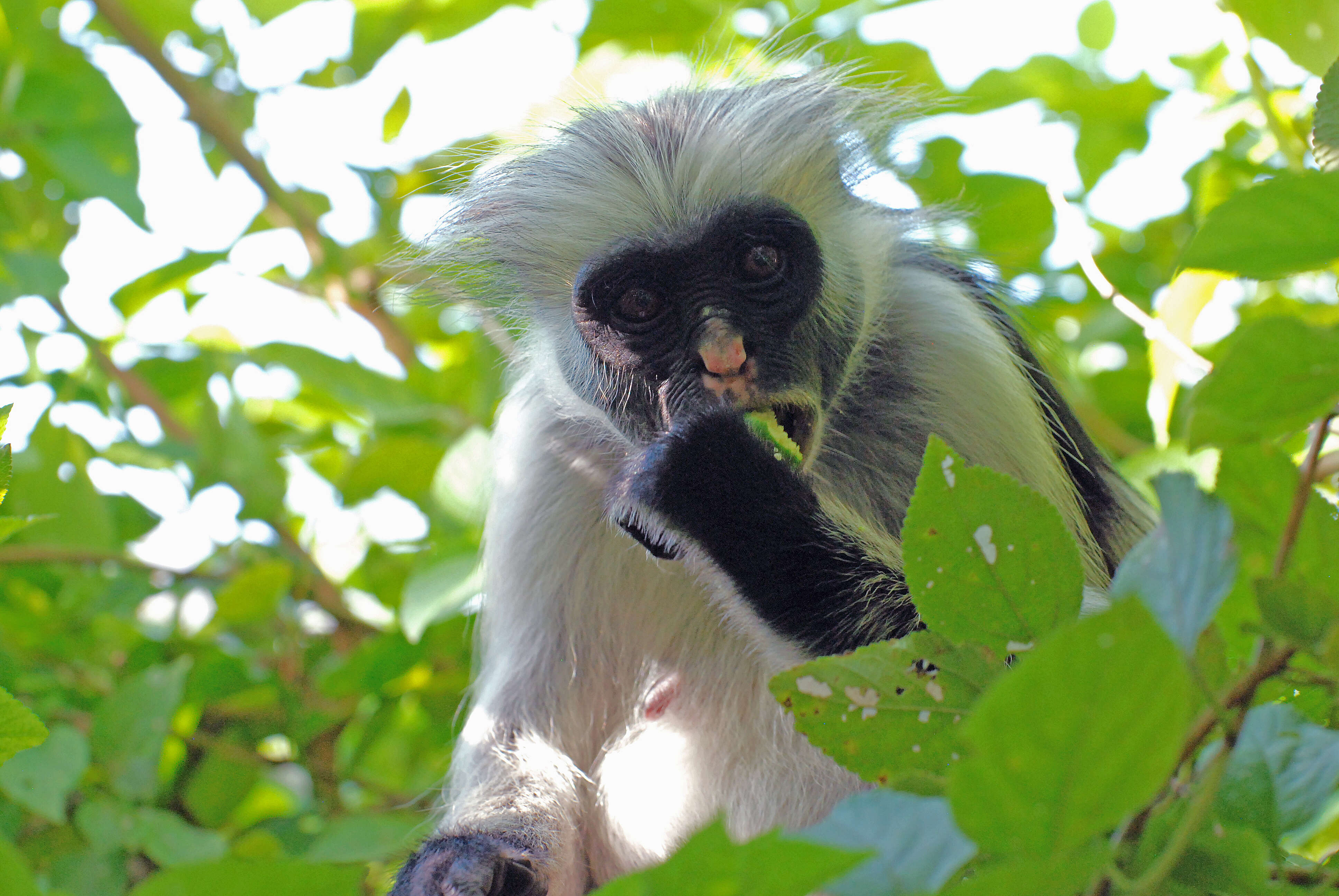 Image of Kirk's Red Colobus