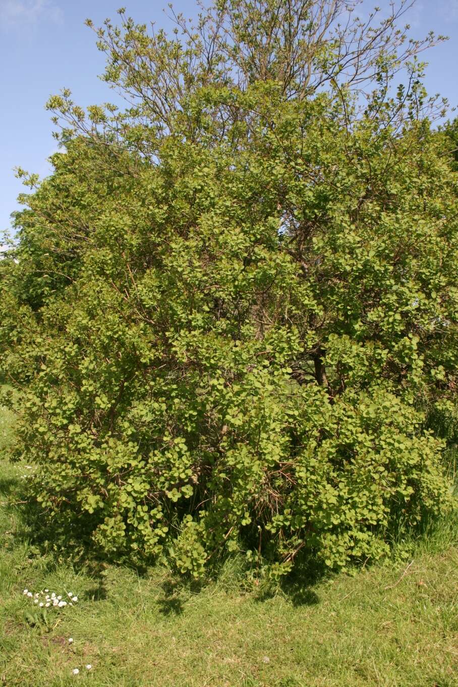 Image of American smoketree