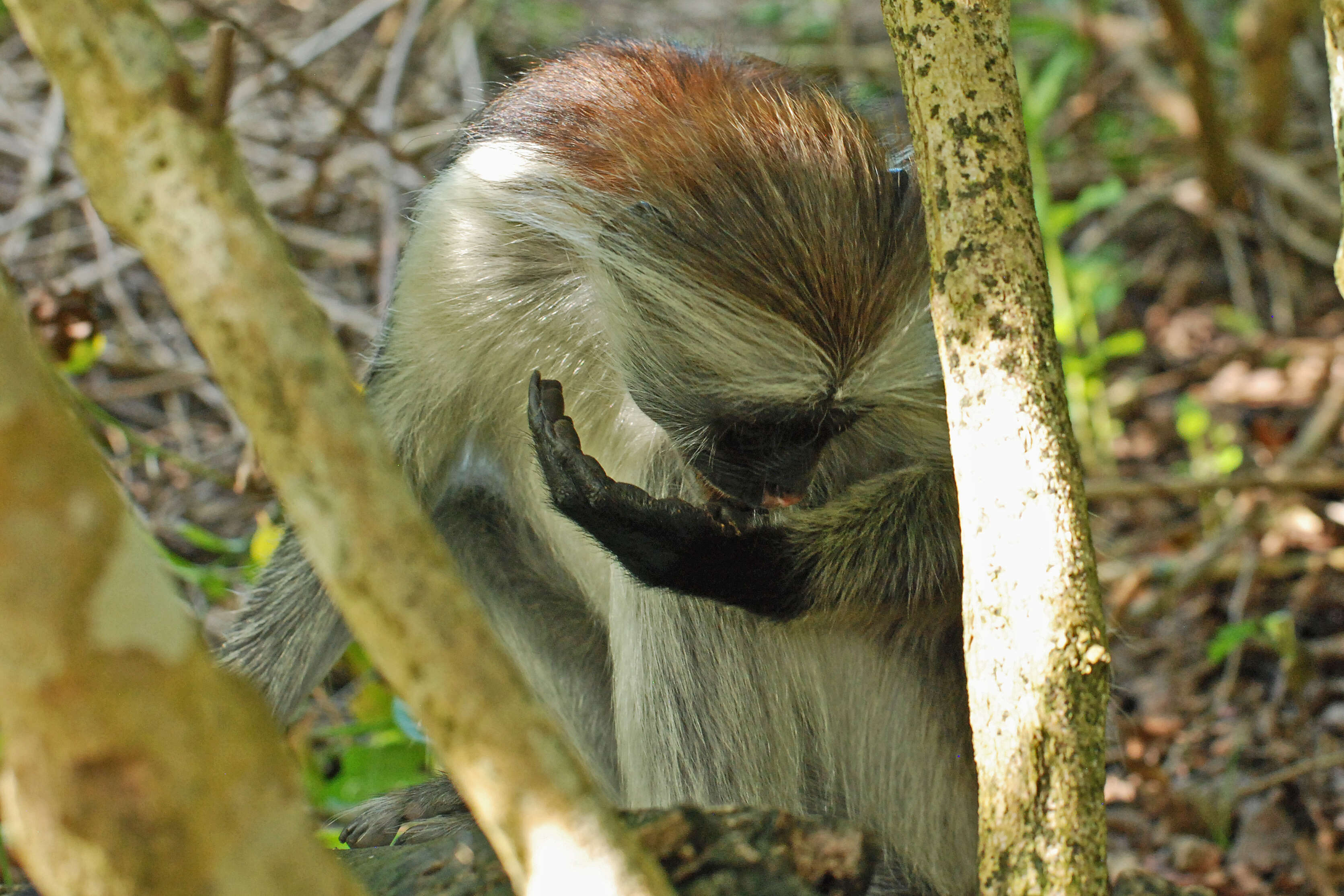 Image of Kirk's Red Colobus