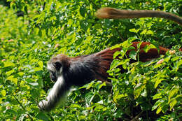 Image of Kirk's Red Colobus