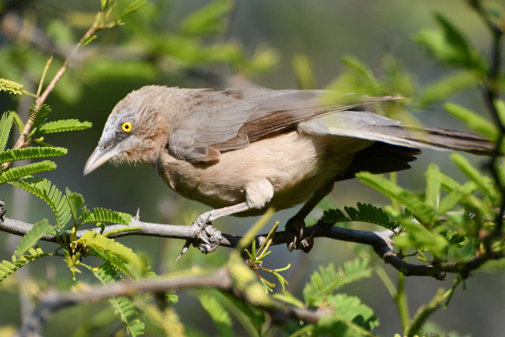 Image of Large Grey Babbler