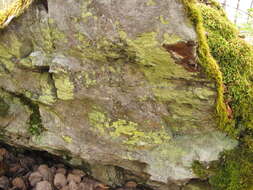 Image of Sulphur dust lichen