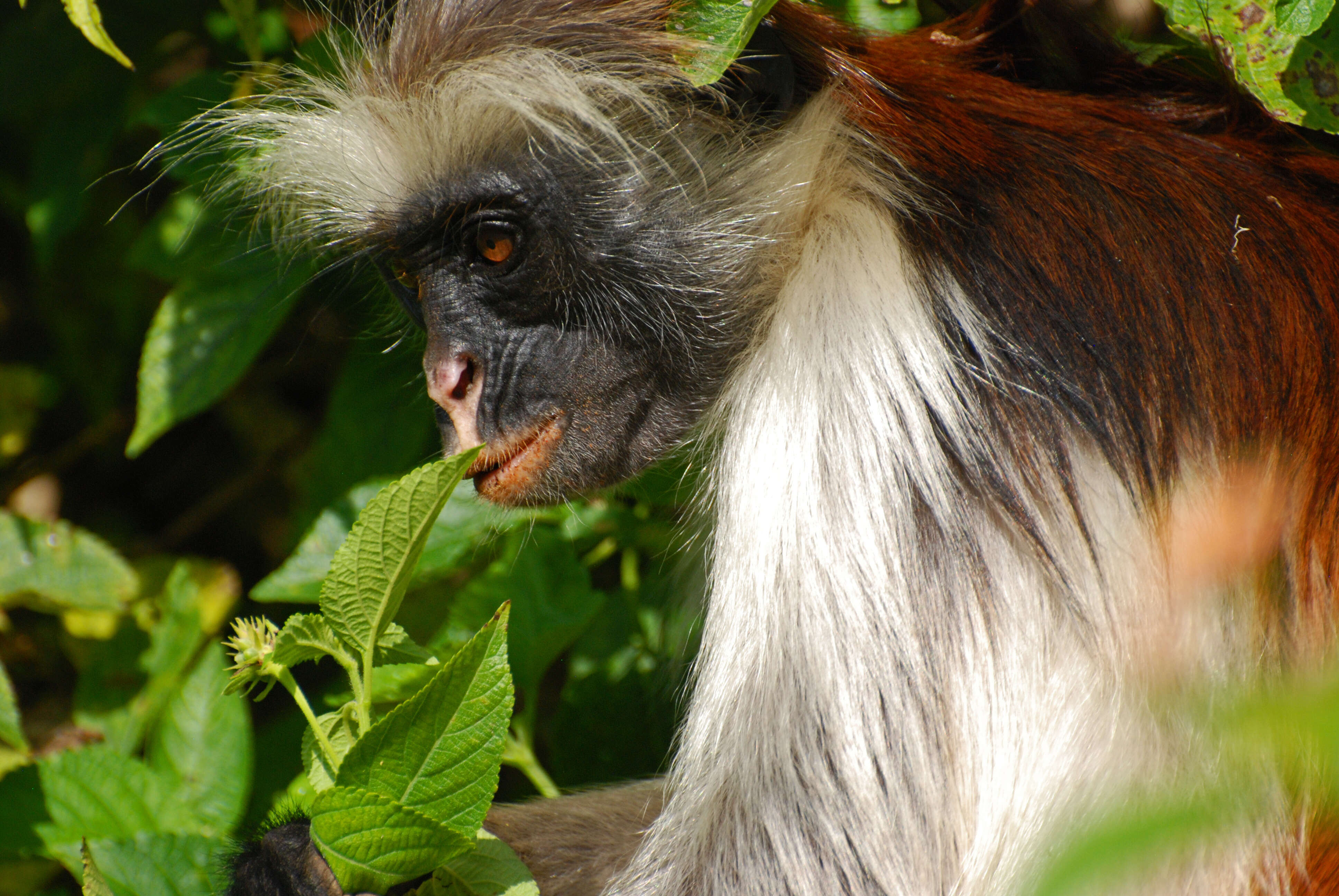 Image of Kirk's Red Colobus